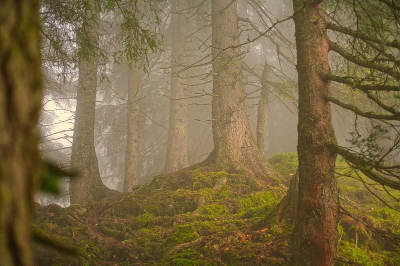 Whispering Woods